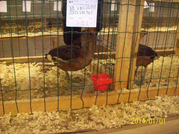 poze 09 11 2014 996 - POZE EXPO NATIONALA SUCEAVA 2014