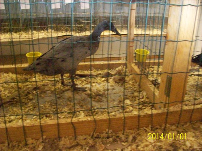 poze 09 11 2014 997 - POZE EXPO NATIONALA SUCEAVA 2014