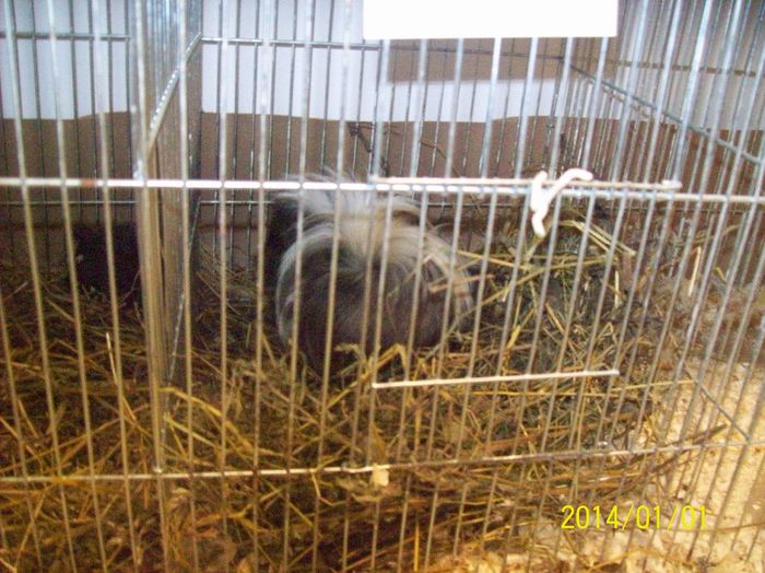 poze 09 11 2014 999 - POZE EXPO NATIONALA SUCEAVA 2014