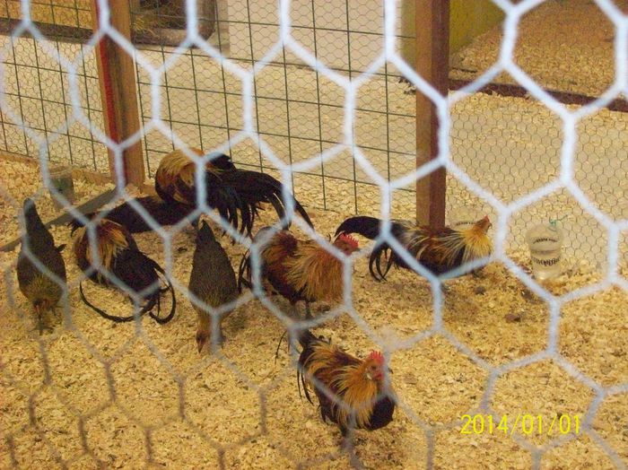 poze 09 11 2014 1003