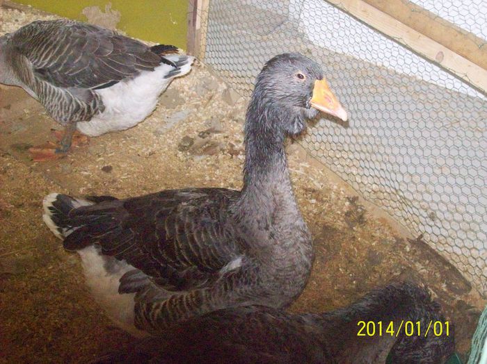 poze 09 11 2014 1005