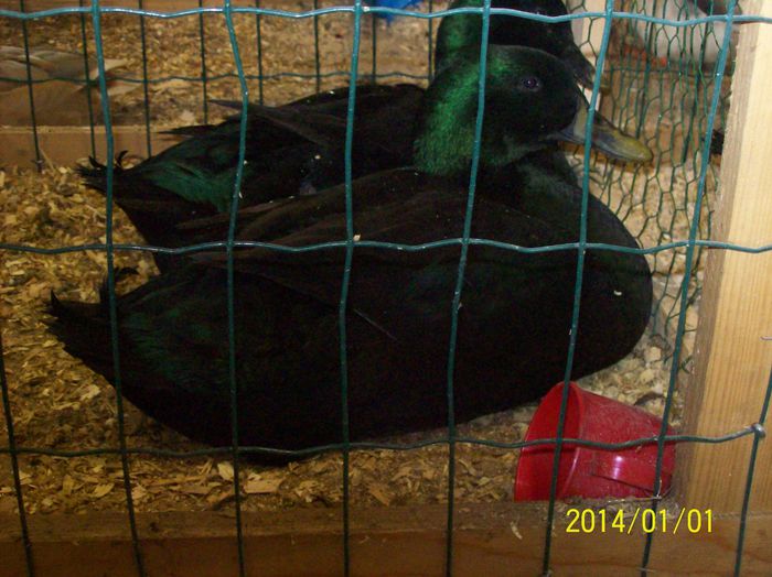 poze 09 11 2014 1007