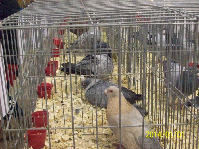 poze 09 11 2014 1008 - POZE EXPO NATIONALA SUCEAVA 2014