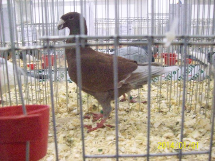 poze 09 11 2014 1011 - POZE EXPO NATIONALA SUCEAVA 2014