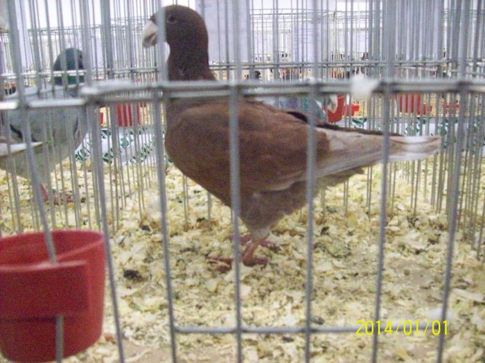 poze 09 11 2014 1012 - POZE EXPO NATIONALA SUCEAVA 2014