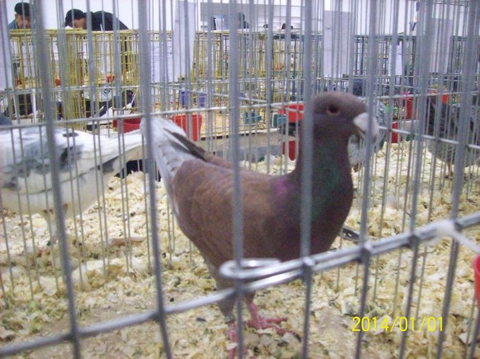 poze 09 11 2014 1014 - POZE EXPO NATIONALA SUCEAVA 2014