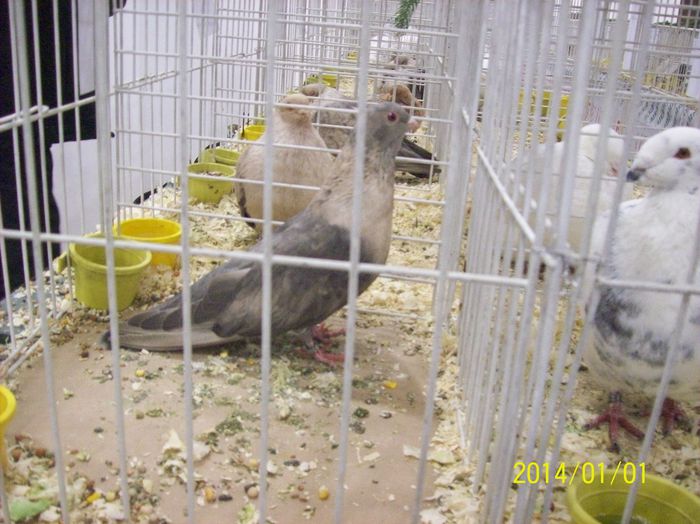 poze 09 11 2014 1018 - POZE EXPO NATIONALA SUCEAVA 2014