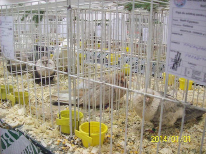 poze 09 11 2014 1019 - POZE EXPO NATIONALA SUCEAVA 2014