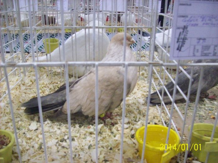 poze 09 11 2014 1020 - POZE EXPO NATIONALA SUCEAVA 2014