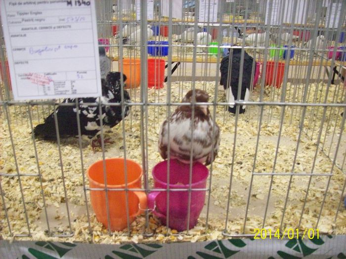 poze 09 11 2014 1021 - POZE EXPO NATIONALA SUCEAVA 2014