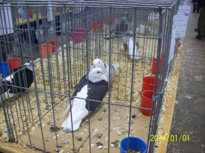 poze 09 11 2014 1024 - POZE EXPO NATIONALA SUCEAVA 2014