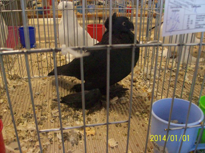 poze 09 11 2014 1027 - POZE EXPO NATIONALA SUCEAVA 2014