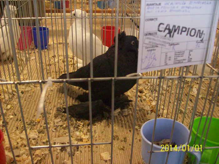 poze 09 11 2014 1028 - POZE EXPO NATIONALA SUCEAVA 2014