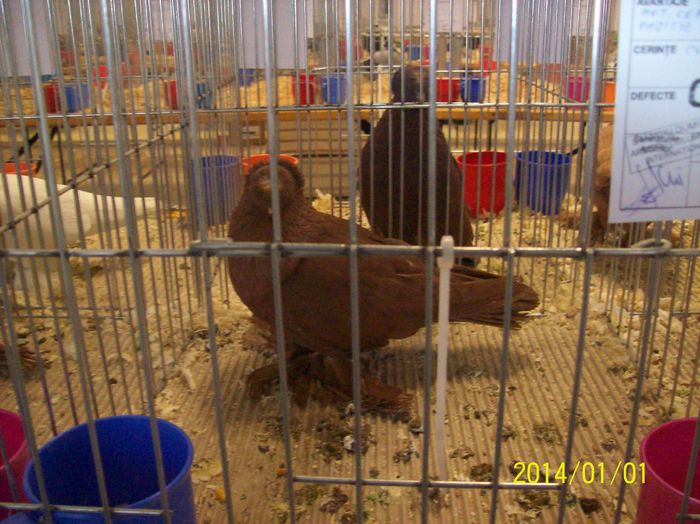 poze 09 11 2014 1030 - POZE EXPO NATIONALA SUCEAVA 2014