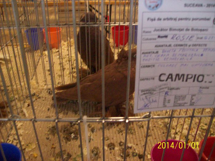 poze 09 11 2014 1033 - POZE EXPO NATIONALA SUCEAVA 2014