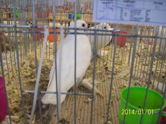 poze 09 11 2014 1034 - POZE EXPO NATIONALA SUCEAVA 2014