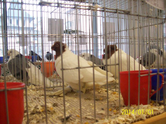 poze 09 11 2014 1036 - POZE EXPO NATIONALA SUCEAVA 2014