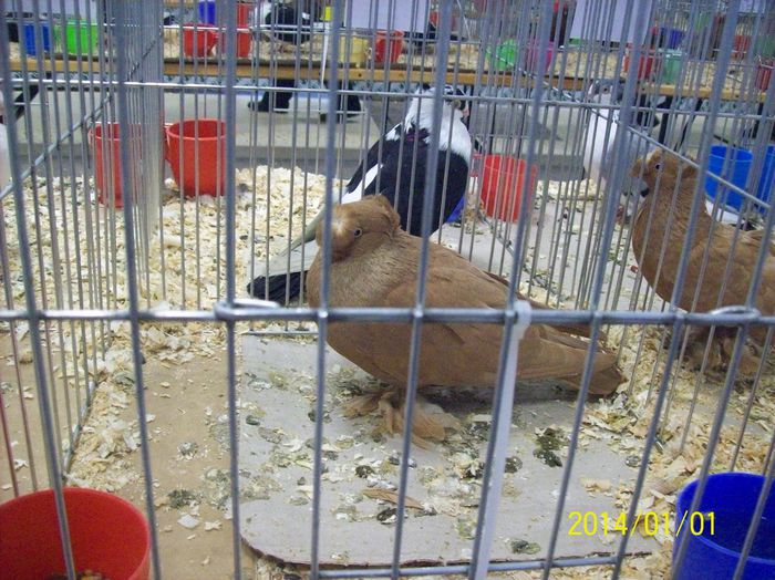 poze 09 11 2014 1037 - POZE EXPO NATIONALA SUCEAVA 2014