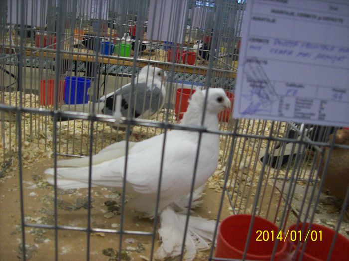 poze 09 11 2014 1038 - POZE EXPO NATIONALA SUCEAVA 2014