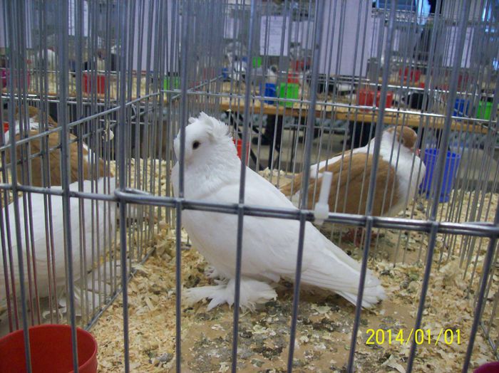 poze 09 11 2014 1039 - POZE EXPO NATIONALA SUCEAVA 2014