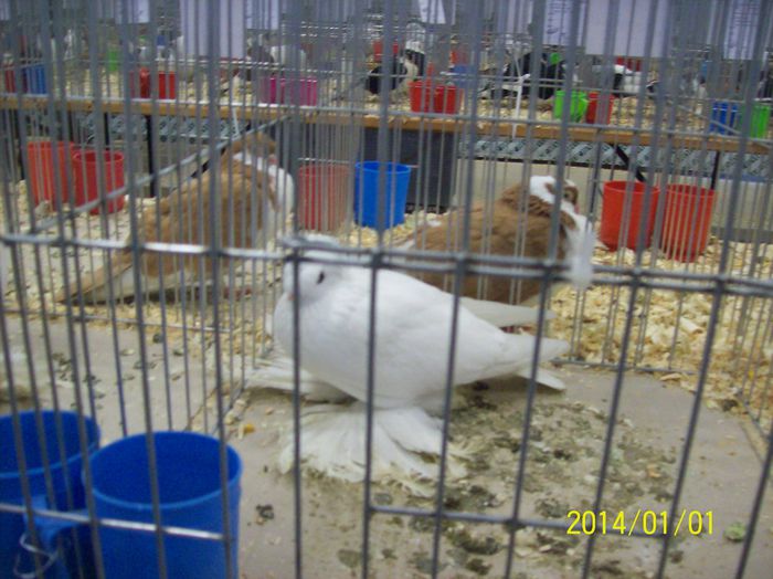 poze 09 11 2014 1040 - POZE EXPO NATIONALA SUCEAVA 2014