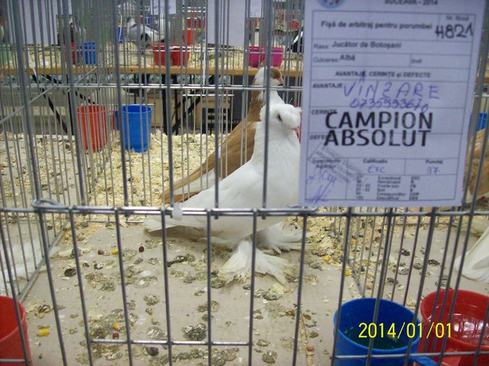 poze 09 11 2014 1041 - POZE EXPO NATIONALA SUCEAVA 2014