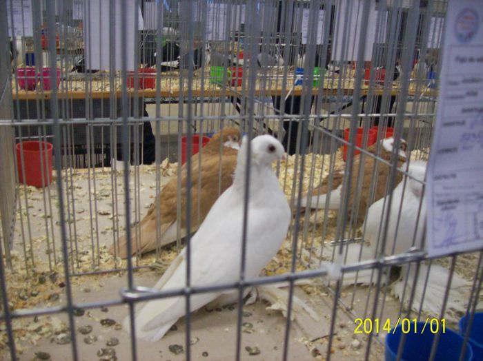 poze 09 11 2014 1042 - POZE EXPO NATIONALA SUCEAVA 2014