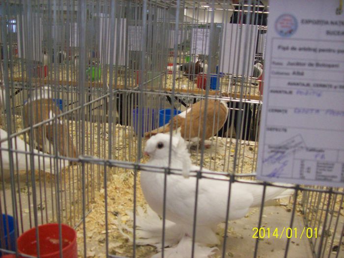 poze 09 11 2014 1043 - POZE EXPO NATIONALA SUCEAVA 2014