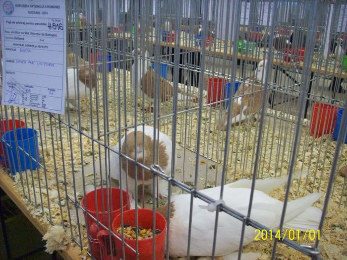 poze 09 11 2014 1045 - POZE EXPO NATIONALA SUCEAVA 2014