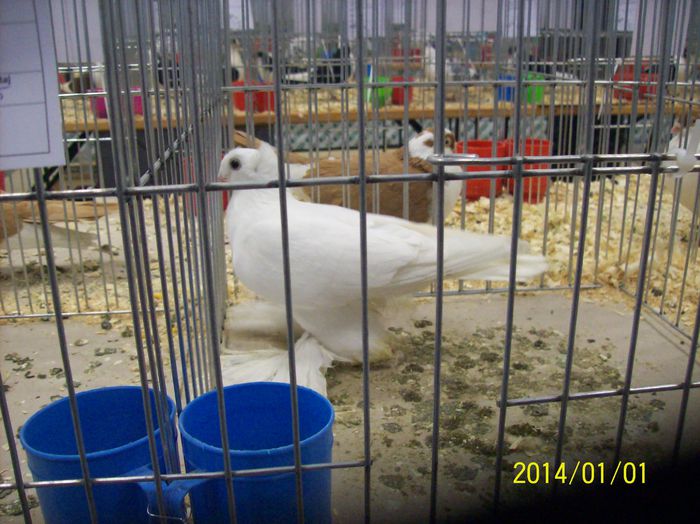 poze 09 11 2014 1051 - POZE EXPO NATIONALA SUCEAVA 2014