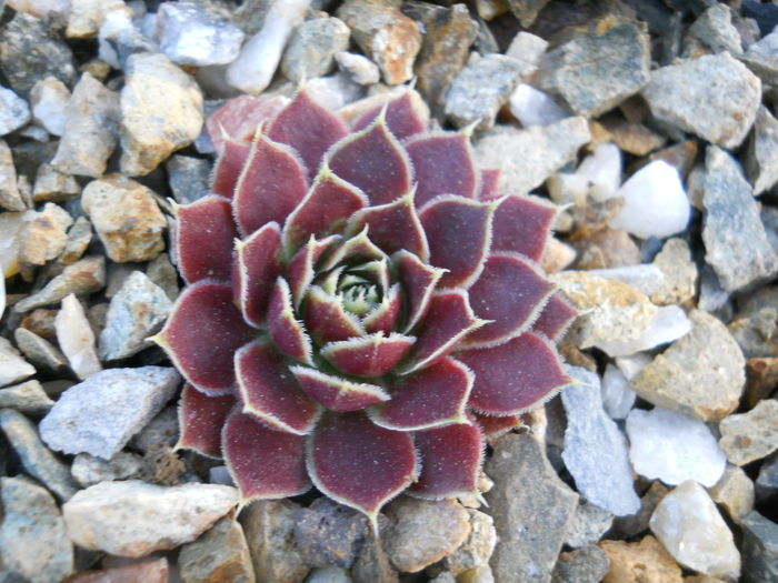 DSCN3141 - Sempervivum