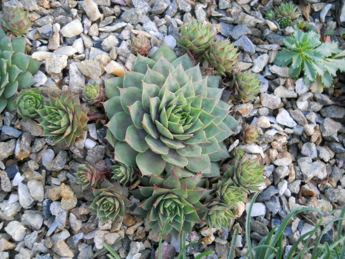 DSCN3156 - Sempervivum