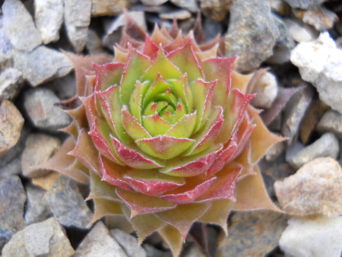 DSCN3234 - Sempervivum