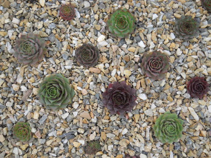 DSCN3241 - Sempervivum