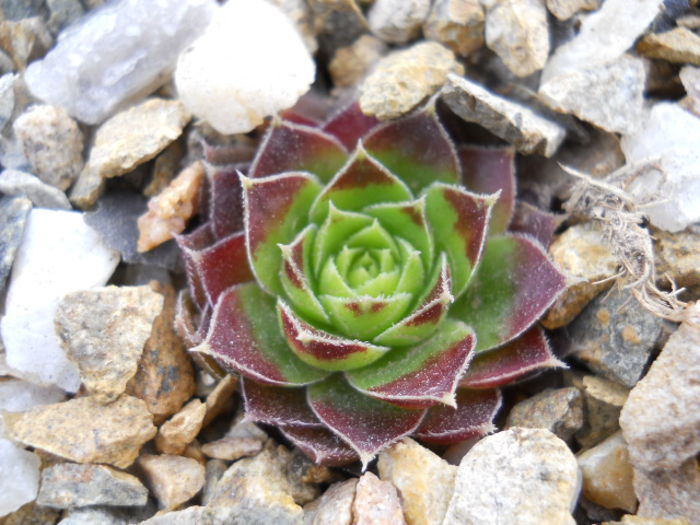 DSCN3256 - Sempervivum