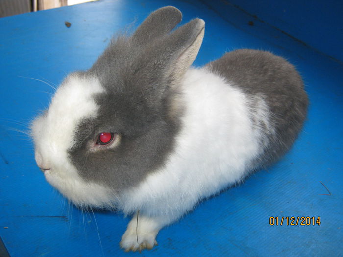 Picture 044=mascul ;varsta 8 luni;