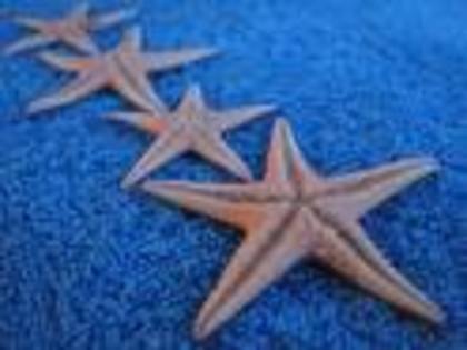 stele de mare - vietatile din oceane