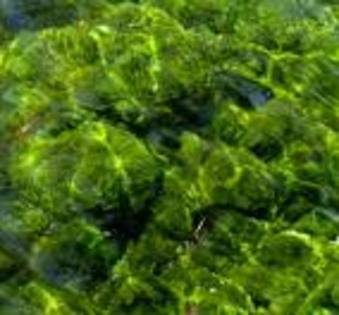 alge - vietatile din oceane