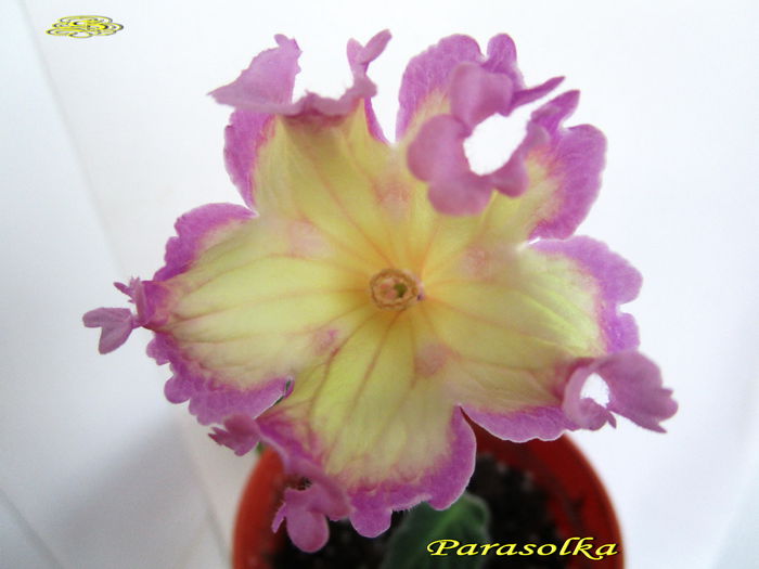 Parasolka (3-XII-2014) - Streptocarpusi 2014