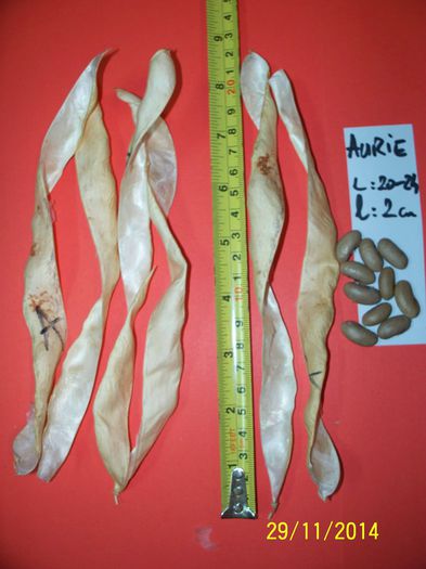 FASOLE AURIE DE BC - 6-FASOLE
