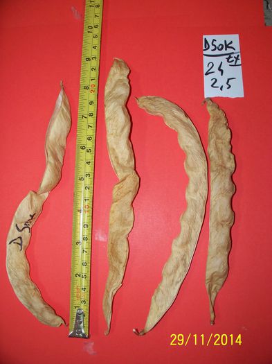 FASOLE D SOK - 6-FASOLE