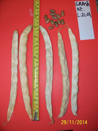 FASOLE GRASA DE BUZAU - 6-FASOLE