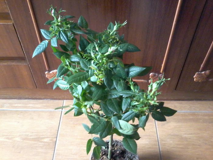 20141203_113853 - Trandafiri 2014 - 2015-2016