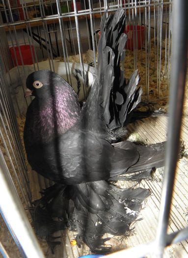 PB290091