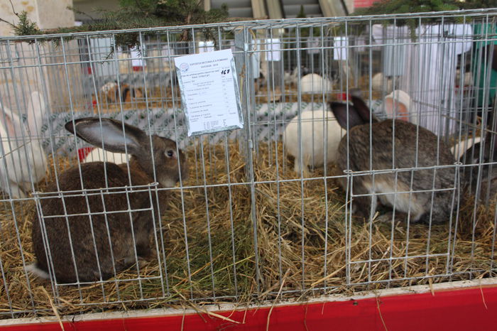 IMG_5230 - EXPOZITIA NATIONALA A ROMANIEI SUCEAVA 26-30 NOV-2014