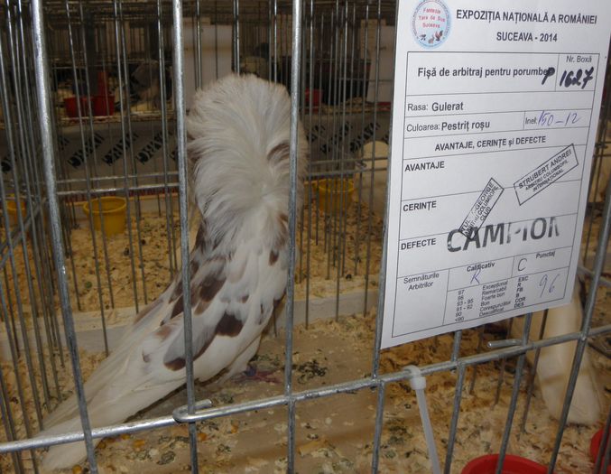 PB290308 - expo suceava 2014
