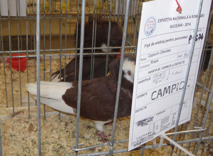 PB290316 - expo suceava 2014