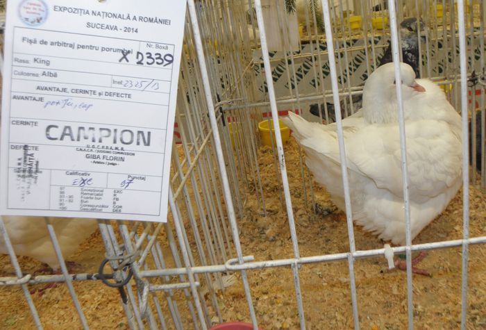PB290436 - expo suceava 2014