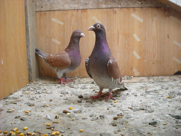 Vanduti