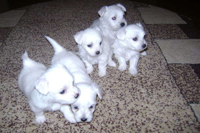 DSC02484 - CATEI BICHON MALTEZ 2014